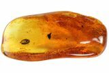 Detailed Fossil Beetle (Coleoptera) In Baltic Amber #81708-4